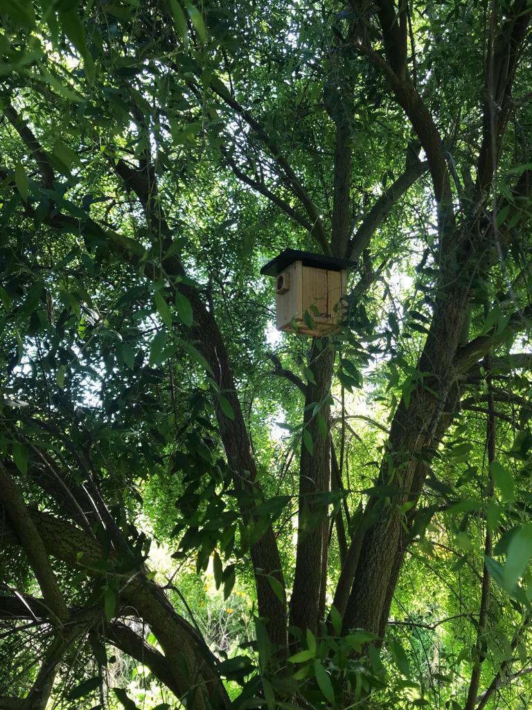 Biodiversidad Nido