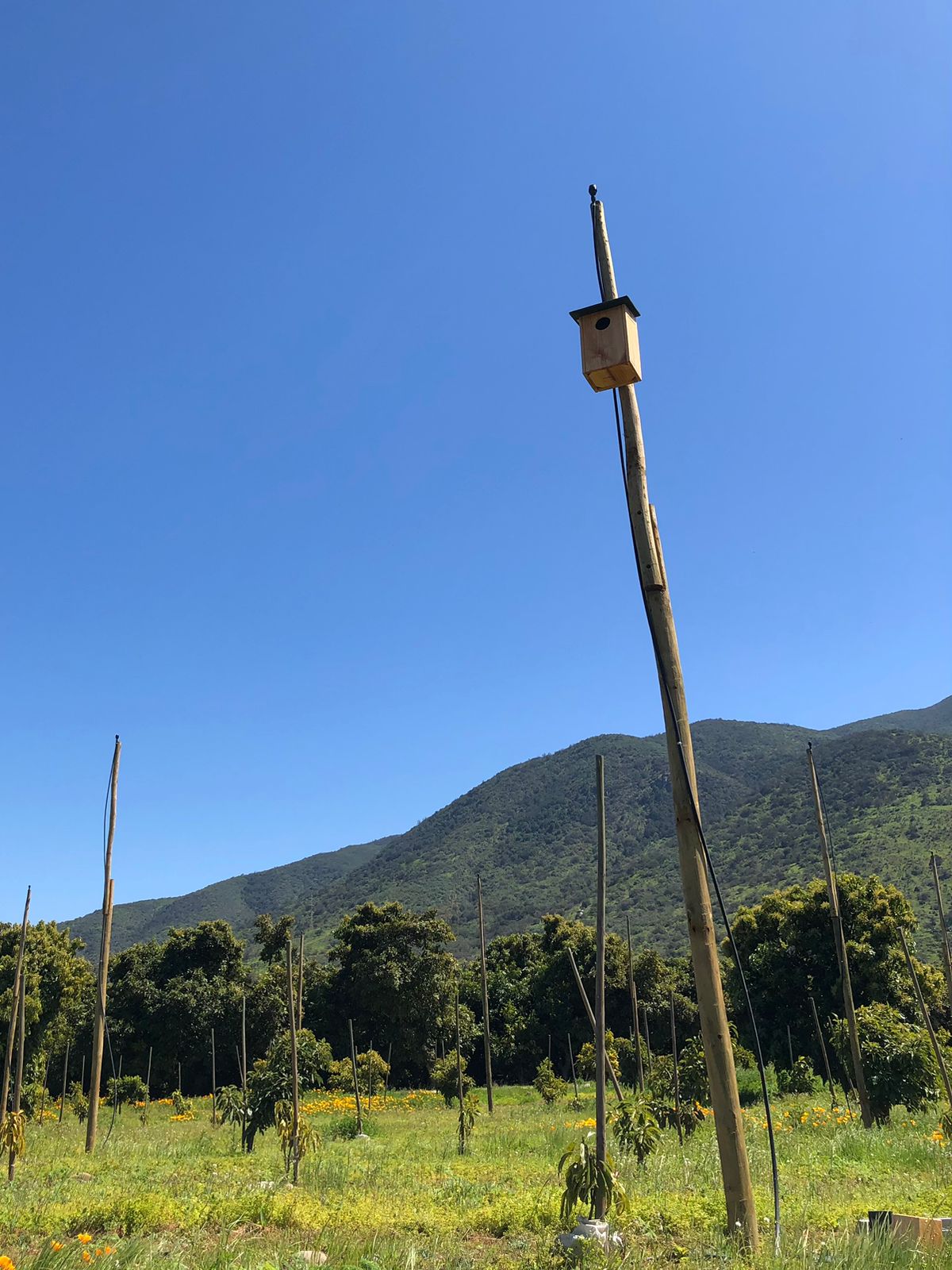 Biodiversidad Nido