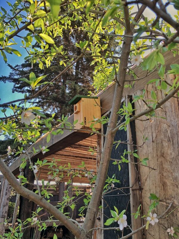Caja Nido Chercán – Refugio para Aves Pequeñas - Imagen 4