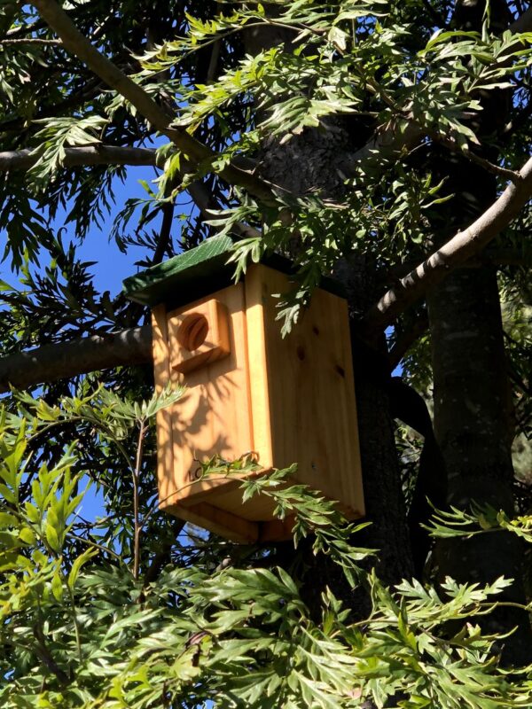 Caja Nido Chercán – Refugio para Aves Pequeñas - Imagen 2