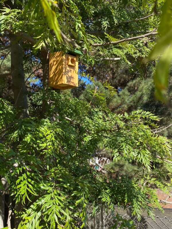 Caja Nido Chercán – Refugio para Aves Pequeñas - Imagen 5